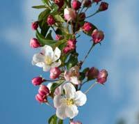 Apple blossoms - blooming apple trees.